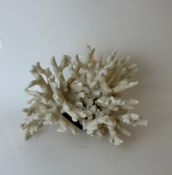 Beyaz Mercan Doğal Taş Kristal